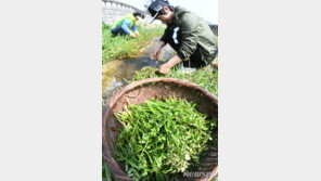 ‘기준치 초과 농약 검출’ 미나리 등 봄나물 5종 압류·폐기