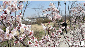 서울 벚꽃 개화…평년보다 7일 빠르다