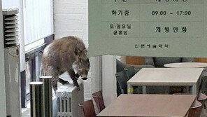연세대 원주캠퍼스 배회 멧돼지 사살…인명피해 없어
