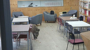 북카페 안으로 갑자기…대학 캠퍼스에 멧돼지 출몰 소동
