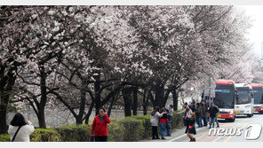 ‘벚꽃 만발’ 여의도 갈땐 “대중교통 필수”…일대 교통통제