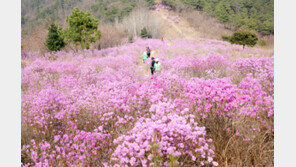 “진달래 감상하며 와룡산 산길 걸어요”… 대구 서구, 6일 걷기행사 개최