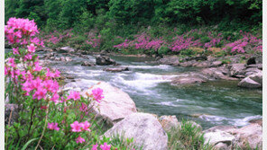 강원도 내린천이 연분홍 산철쭉으로 물든다