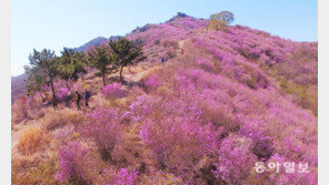 여수 영취산 진달래 만개