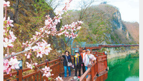 “단양강변 걸으며 벚꽃의 정취 느끼세요”