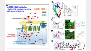 간암세포 굶겨 죽이는 기술 국내 연구진이 개발했다