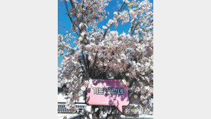 [고양이 눈]꽃 같네!