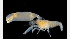 딱총새우로 잠수함 탐지하고, 주머니쥐로 지뢰 제거하고…