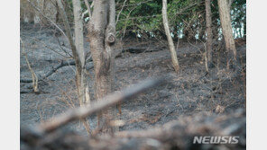 산불, 문화재청 안전상황실 가동…문화재 피해 막기