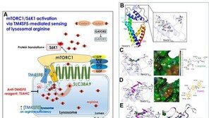국내 연구진, 간암세포 굶겨 죽이는 방법 찾았다