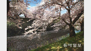 “벚꽃예보 틀려 죄송합니다” 대국민 사과 까지…일본의 광적인 벚꽃 사랑