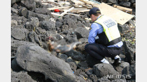 제주 해안가서 올해 32번째 멸종위기 상괭이 사체 발견