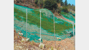 여수 섬지역에 커지는 ‘멧돼지 공포’