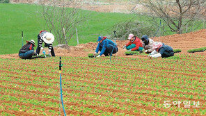 봄배추 모종작업