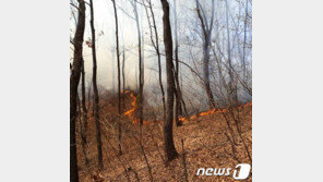 [2보]분당 산불, 초진 완료…서울대병원 “피해 없다”