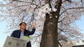 “벚꽃 개화, 관측목에 피어야 인정… 계절의 미묘한 변화 AI는 모르죠”