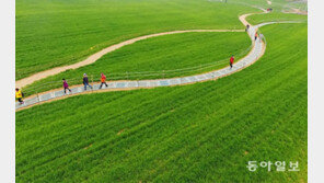 한 폭의 그림같은 고창 보리밭