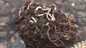 中 축제 앞두고 뱀 수십마리 방생…마을이 발칵