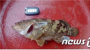 다금바리보다 더 비싼 최고급 횟감, ‘붉바리’ 완전 양식 성공