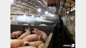 “아프리카돼지열병 검역 대폭강화”…정부 대국민 담화문