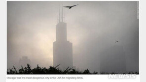 美 고층건물에 부딪쳐 매년 6억마리 철새 숨져