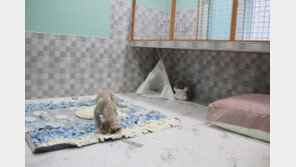 신세계면세점, 프리미엄 애견호텔 독독과 업무제휴