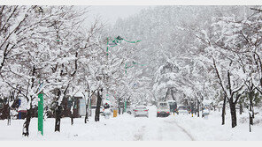 4월의 폭설… 강원-경북 일부 농가 피해