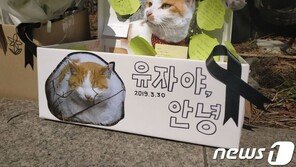 국민대 마스코트 길냥이 ‘유자’ 돌연사…‘약물테러’ 가능성도