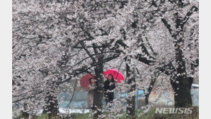 벌써 벚꽃엔딩…일요일 비·강한 바람에 꽃잎진다