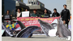 “국내 수족관 벨루가 9마리 바다로 보내야…심해 휴식 고래”