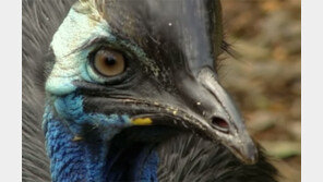 화식조, ‘단검 발톱’ 사람 잡았다…‘킬러버드’·‘지구상 가장 위험한 새” 공인