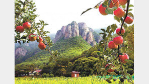 ‘청송 황금사과’ 상표권 등록… 재도약 계기 마련