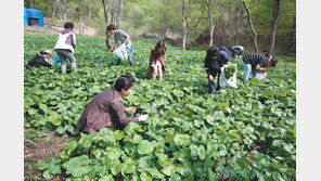 “볼거리 놀거리 먹을거리 가득… 곰취축제 오세요”