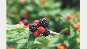 제1의 복분자 생산지… 클러스터 조성해 고부가가치 창출