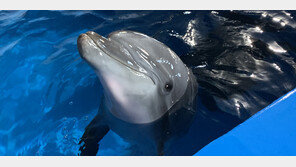 서울대공원 돌고래 “제주서 계속 살게됐어요”