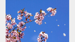 벚꽃여행의 진수… '일본'으로 떠나자