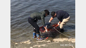 임진강서 탈진한 쇠돌고래과 ‘상괭이’ 구조