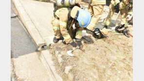 고양이 심폐소생술로 살려낸 소방대원…소방청, 재난시 반려동물도 챙긴다