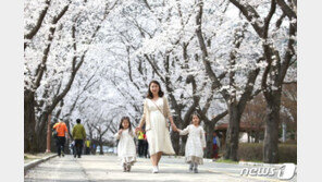 전국서 가장 늦게 피는 마이산 벚꽃…이번 주 절정