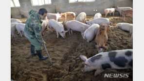 “중국 휩쓴 아프리카 돼지열병, 세계 고깃값 상승할 것”