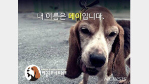 ‘불법 동물실험 의혹’ 이병천 서울대 교수 연구 중단