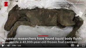 “4만2000년전 동물 냉동 사체서 용액 형태 혈액·소변 채취 성공”