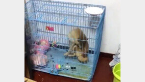 “똥쌌어?”…애완견에 끓는 물 붓고 ‘인증샷’