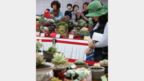 “희귀한 다육식물 신기하게 생겼네”