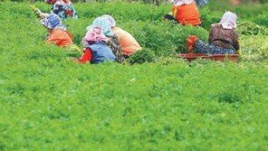 봄햇살 머금은 미나리 수확