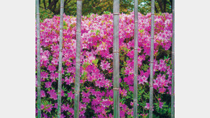 [고양이 눈]‘새색시’ 철쭉