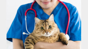 늘어나는 고양이 집사… 고양이 보험 속속 출시