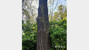 [고양이 눈]다시 자란 삶