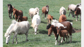 천연기념물 ‘제주마’ 올해 첫 방목