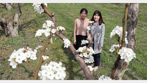 수령 100년 배나무 꽃 활짝